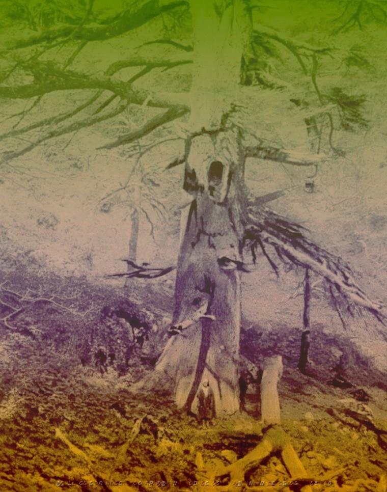 TENIET FORET DE TENIET EL HAD LA SULTANE.jpg